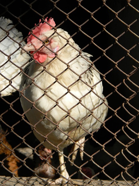 场竞争力 场竞争力