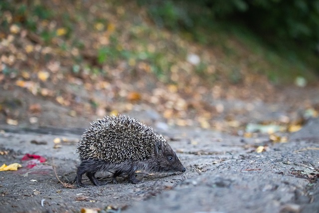 球队的战术 球队的战术